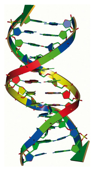 Rys. 1. Podwójna helisa DNA.